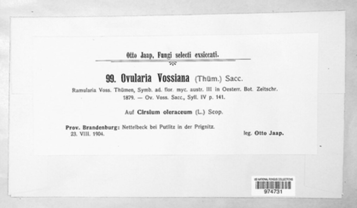 Ovularia vossiana image